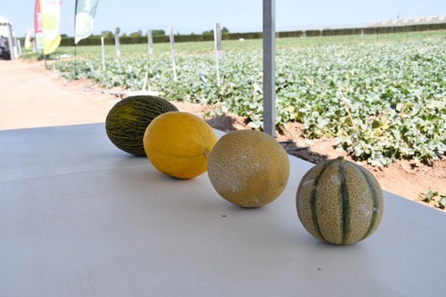 Las diversas tipologías de melón de Rijk Zwaan
