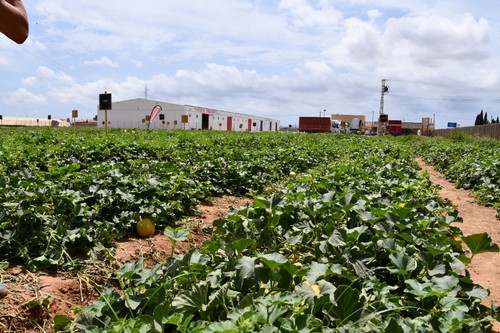 Vista del campo de ensayo en la sede de la casa de semillas en Cartagena.