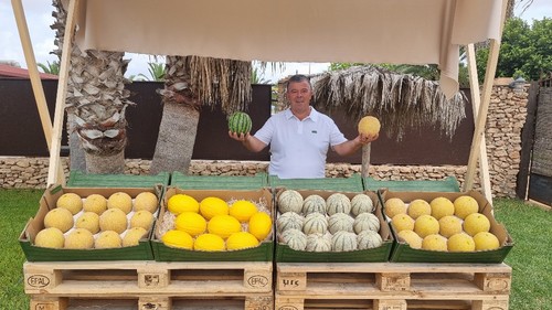 Nicolás Sánchez, técnico comercial de Fitó para Levante y Canarias, muestra parte del repertorio de melón de la casa obtentora.