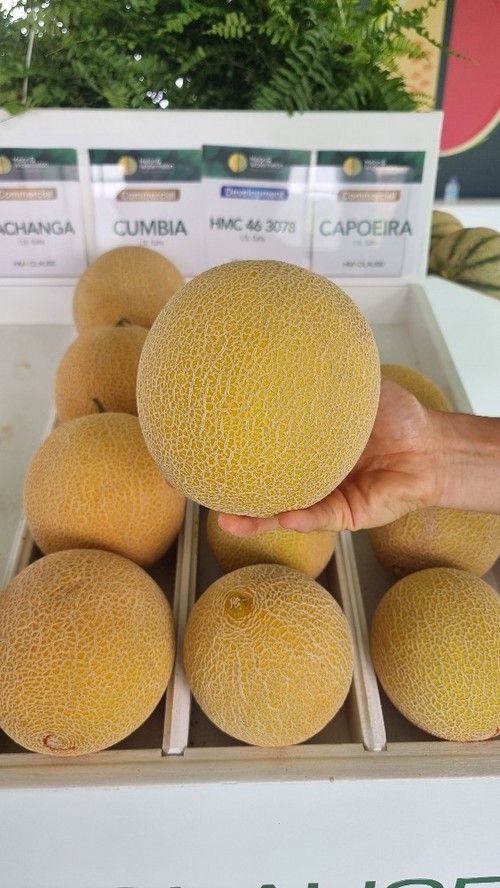 Pachanga y Cumbia son  las incorporaciones al catálogo de melón galia para Murcia.