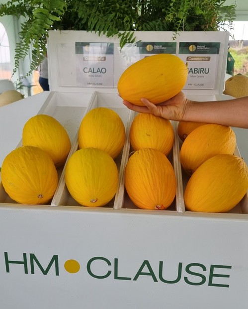 Calao, Jabiru y Aramos son las novedades en melón amarillo