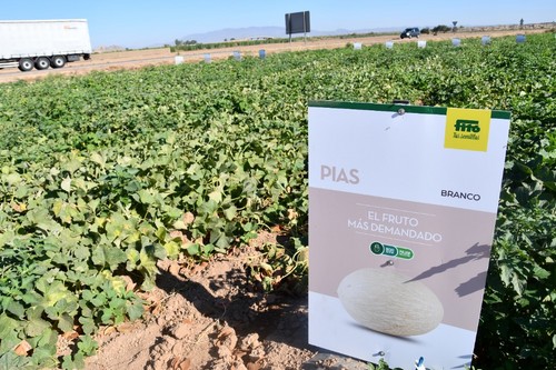 Pias y Brinches son las variedades consolidadas en melón branco