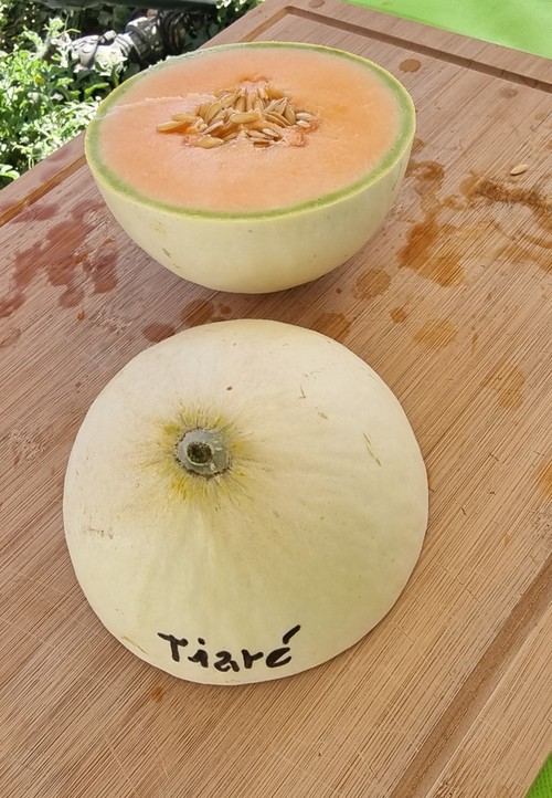 Tiare es un melón de alto sabor