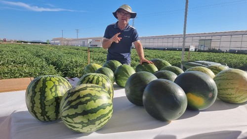 Pere Montón con parte de la variedad de sandías del catálogo de BASF | Nunhems®