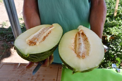 Los nuevos melones de la obtentora tienen un sabor tradicional con carne semidura.