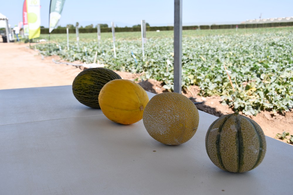 Rijk Zwaan celebra su Global Melon & Watermelon event bajo el lema 'Freshly Forward'