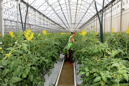 Los productores europeos de frutas y hortalizas de invernadero lanzan la campaña de promoción CuteSolar: cultivando el sabor de Europa en invernaderos solares