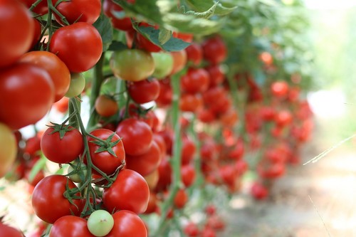 Un proyecto del CSIC busca desarrollar tomates más resistentes y con más sabor