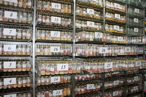 El banco de germoplasma del IMIDA conserva más de 9.000 variedades vegetales comestibles y silvestres para garantizar su conservación