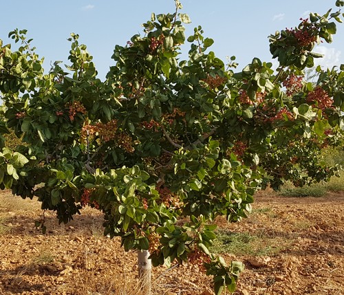 Agricultura destaca el afianzamiento del cultivo del pistacho y la necesidad de aumentar la producción ecológica, su comercialización y divulgación