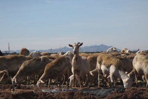 Hallan microplásticos en las ovejas de la Región que se alimentan en zonas de agricultura intensiva