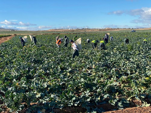 Un 97% de los trabajadores agrarios elige trabajar en el día de huelga convocado por CCOO y UGT según Proexport
