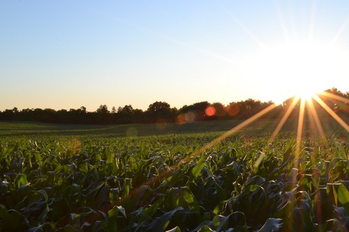 El Gobierno aprueba el real decreto que dará continuidad a las ayudas de la Política Agraria Común (PAC) en 2021 y 2022