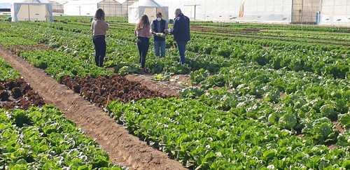 La innovación varietal hortícola brilla estos días en la Región de Murcia