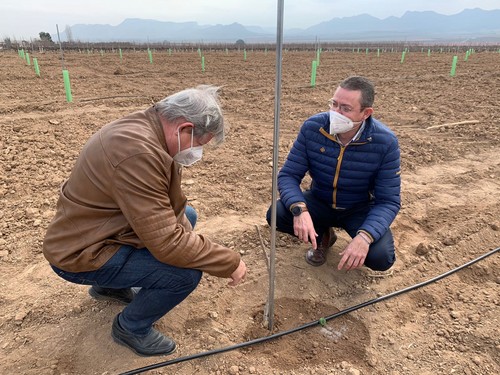 La Comunidad estudia la implantación del pistacho como un cultivo alternativo en la comarca del Altiplano