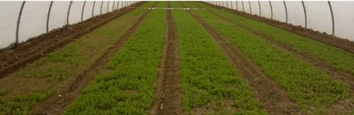 Agrichembio muestra sus estrategias para el manejo de enfermedades en cultivos de hoja y brásicas