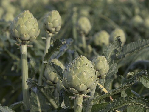 Green Queen F1 rentabiliza el cultivo de alcachofa de forma sostenible