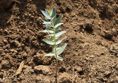 Agroblen Tablet, la nueva gama de fertilizantes encapsulados de ICL para mejorar la plantación de frutales, forestal, viñas y huertos