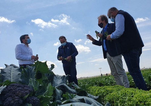 Luengo destaca la producción de Redi, “la nueva hortaliza del Campo de Cartagena”, durante una visita a la finca experimental ‘El Aljibe’ de Bejo Spain