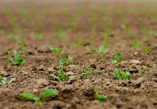 La mejora vegetal es el aliado fundamental para la agricultura sostenible, según un nuevo estudio