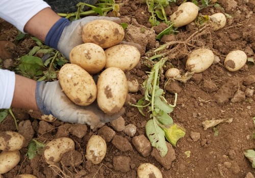 El sector de la patata murciana afronta la peor crisis de la última década