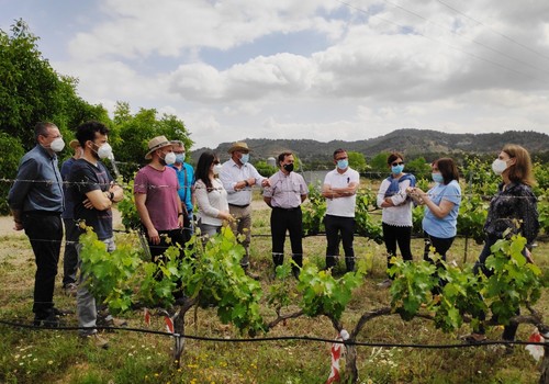 El IMIDA trabaja para conseguir uva de vino sin pepita y resistente a la sequía y a enfermedades como oídio y mildiu