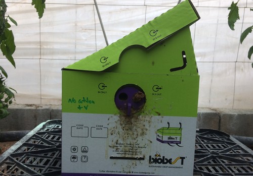 El sistema de ventilación de la colmena de Biobest mejora la actividad de los abejorros en tomate durante el verano