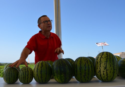 BASF construye sus catálogos de melón  y sandía con el sabor como eje central