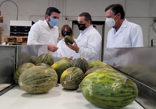 La Región de Murcia exporta más de la mitad de los melones que salen de España a terceros países