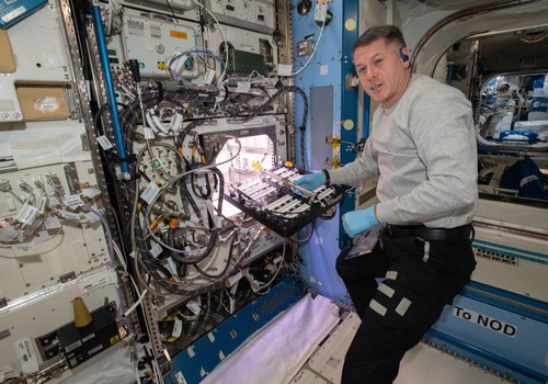 La NASA cultiva pimientos en el espacio por primera vez en su historia