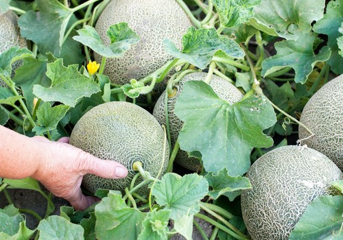 Carrefour compra 12.000 toneladas de melón a pequeños agricultores locales