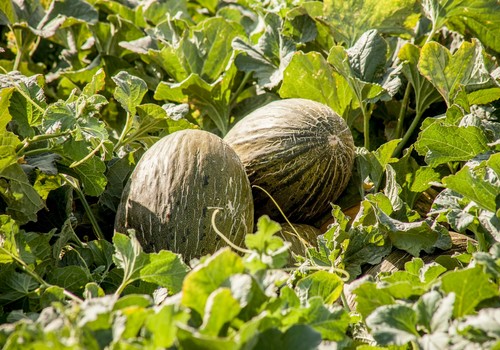 El clima adverso en Europa truncan la campaña de melón y sandía en la Región de Murcia que se presumía positiva