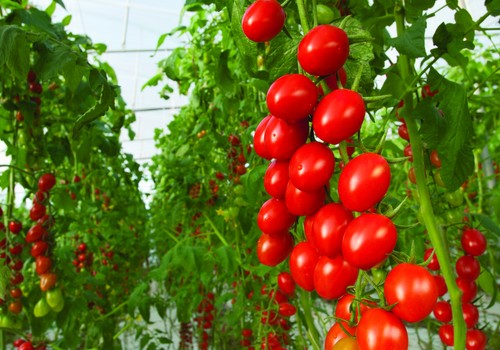 Bayer lanza una cartera de semillas de hortalizas orgánicas  que permite un mayor acceso al mercado orgánico certificado