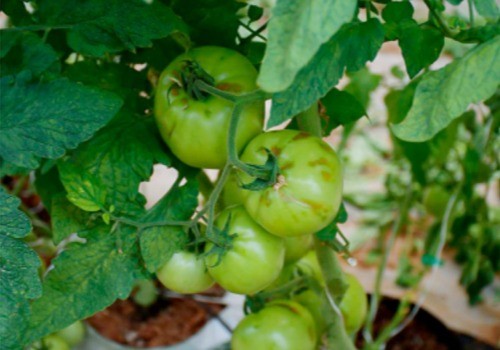 Detectan el virus rugoso del tomate (ToBRFV) en “plantas aisladas” de Mazarrón