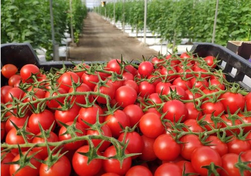 El subgrupo de tomate del Observatorio de mercados de frutas y hortalizas de la Comisión Europea analiza la campaña