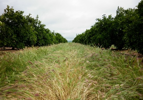 Según la FAO, la erosión del suelo provocará una reducción de la producción de alimentos del 10% en 2050