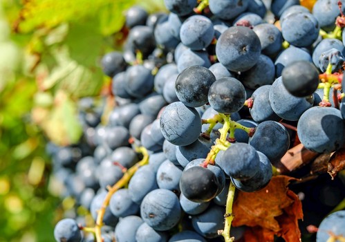 Agroseguro presenta el Plan 2022 del seguro de uva de mesa