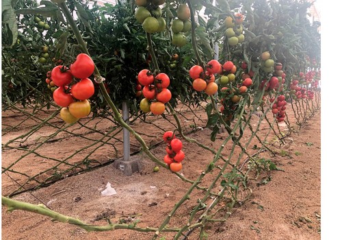 Bioestimulantes de última generación para el cultivo del tomate