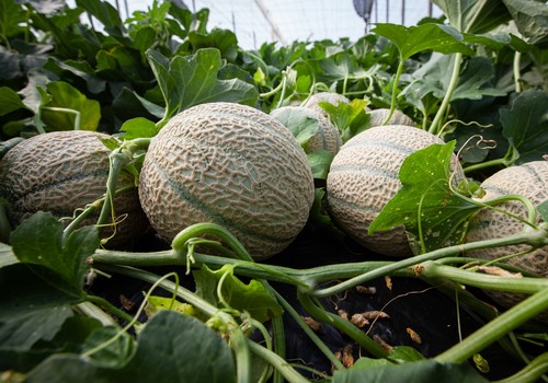 Semillas Fitó introduce novedades en su gama de melón y sandía en la Región de Murcia