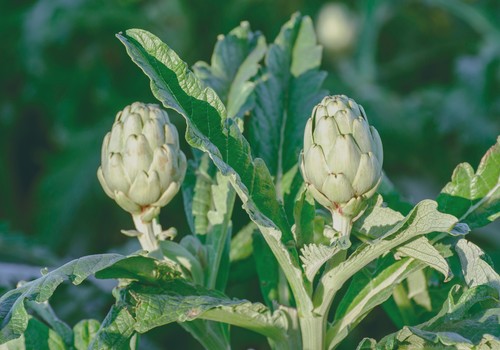 Mizuki®: el nuevo herbicida para tomate al aire libre y alcachofa
