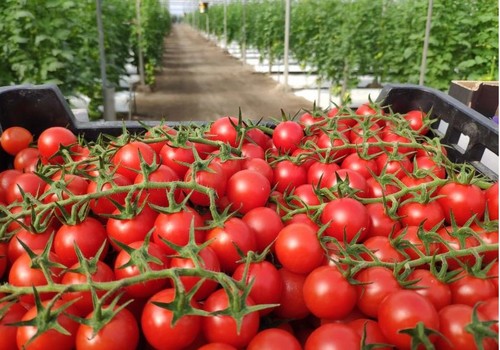 España y Holanda, principales damnificados por el fuerte retroceso de la producción comunitaria de tomate: un 13% menos en los últimos 5 años