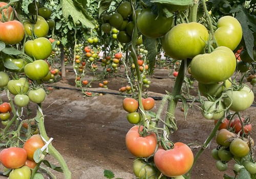 Sipcam Iberia lanza su nueva estrategia de control de malas hierbas en tomate