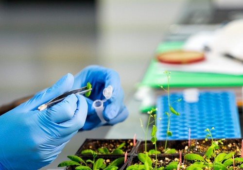 Syngenta abre sus tecnologías de mejora y edición genética para impulsar la innovación agrícola