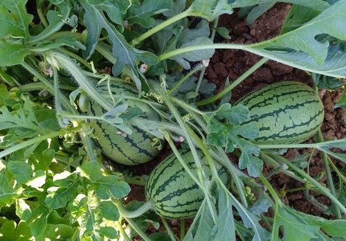 EM AGRO: La solución para un cultivo de sandía saludable y sostenible