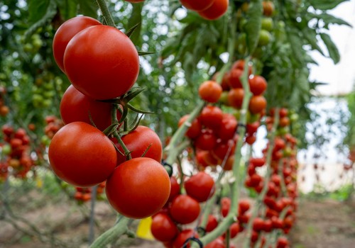 Serifel®, el biofungicida ideal para una producción equilibrada