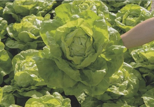 Las variedades de lechuga de Bejo se fortalecen cada vez más frente a las razas de Bremia