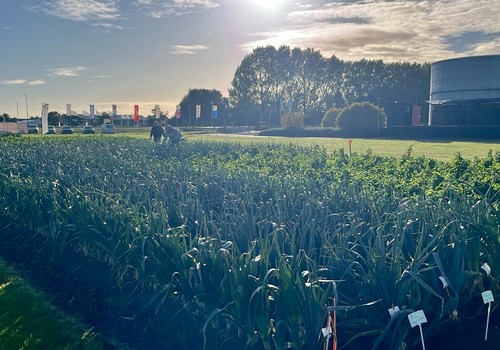 Tozer presenta más de 100 variedades de semillas hortícolas en los Dutch Field Trials