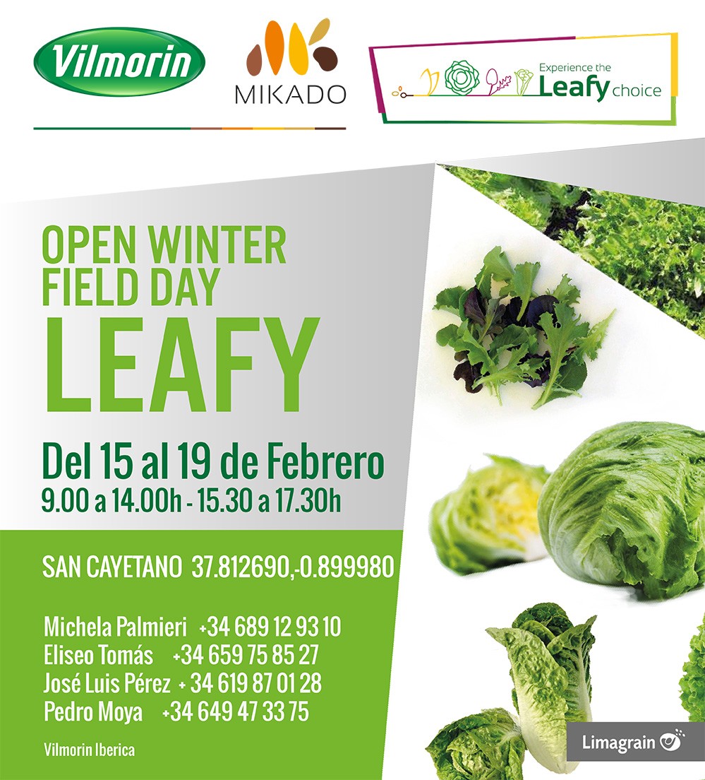 Vilmorin Mikado organiza las jornadas de lechuga LEAFY Open Winter Day del 15 al 19 de febrero
