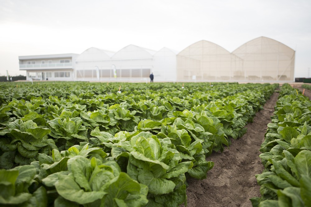 Rijk Zwaan reúne a toda la cadena de valor de la industria agroalimentaria en el WINTER OPEN FIELD DAYS e-vent 2021