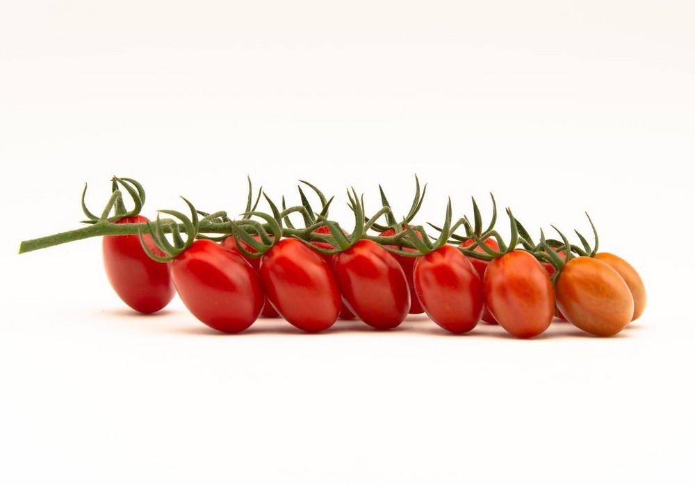 Top Seeds International lanza el Fanello, su primer tomate mini-plum
